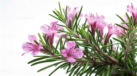 AI Should Not Drink Rosemary Flowers